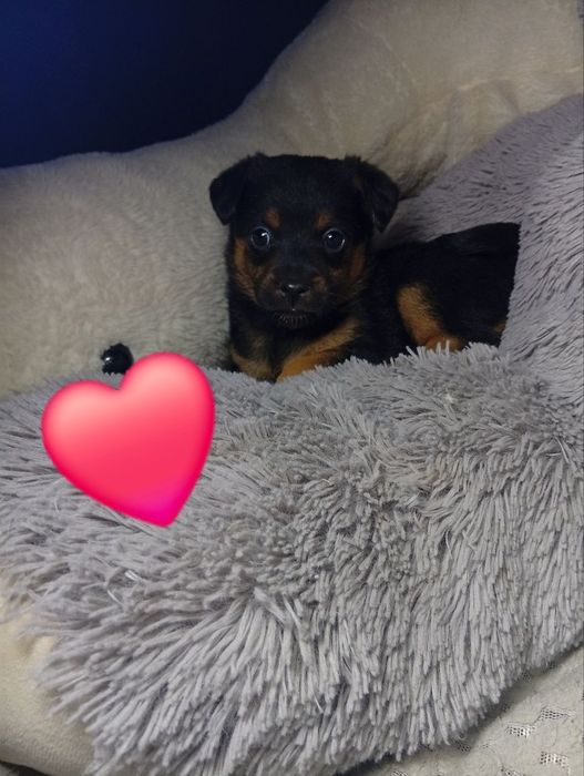 Ніжні цуценята шукають дім і турботливих господарів