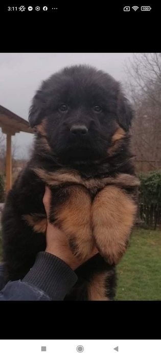 Кобель для вязки