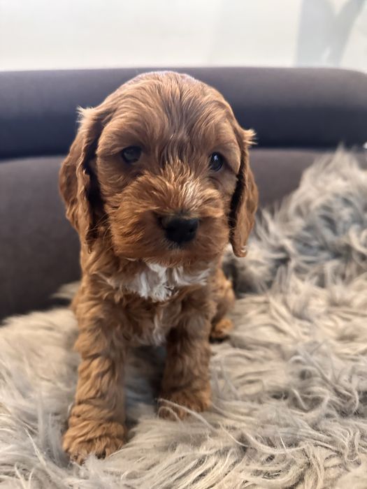 Suczka Cockapoo/ Cocapoo - Cocker Spaniel +Pudel miniaturowy