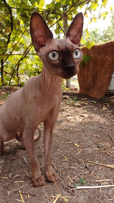 Кошка канадский сфинкс