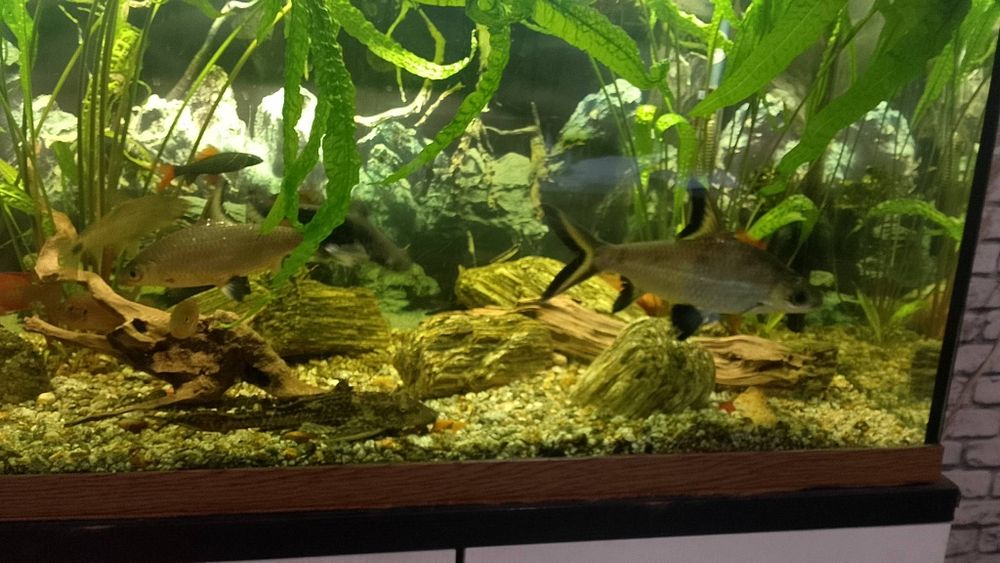 Akwarium 240l z życiem