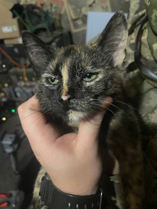 Котики в добрі руки