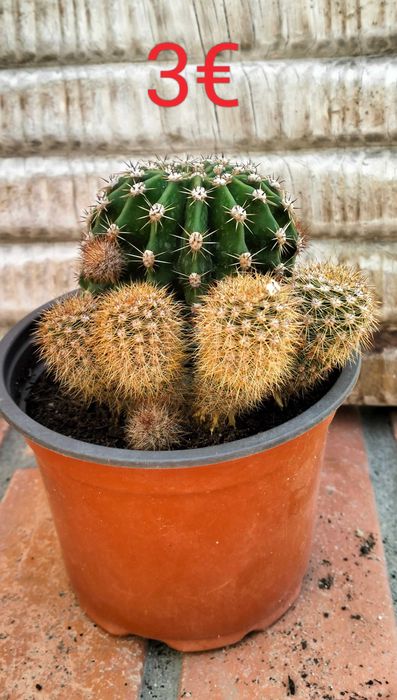 Catos Bola (género Echinopsis)