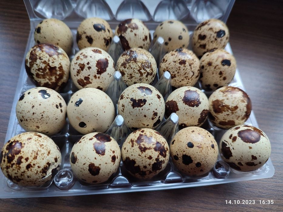 Продаємо перепелине Інкубаційне яйце