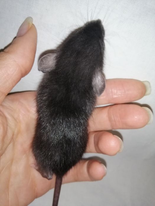 Крыса дамбо рекс, щурик,пацюч,крисята, декоративна криса