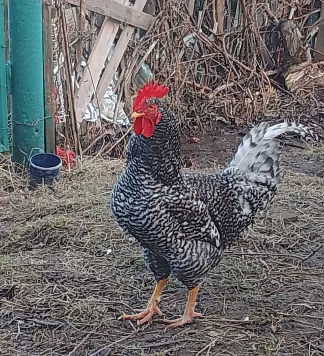 Продам півнів (півень) мінорки, плімутрок