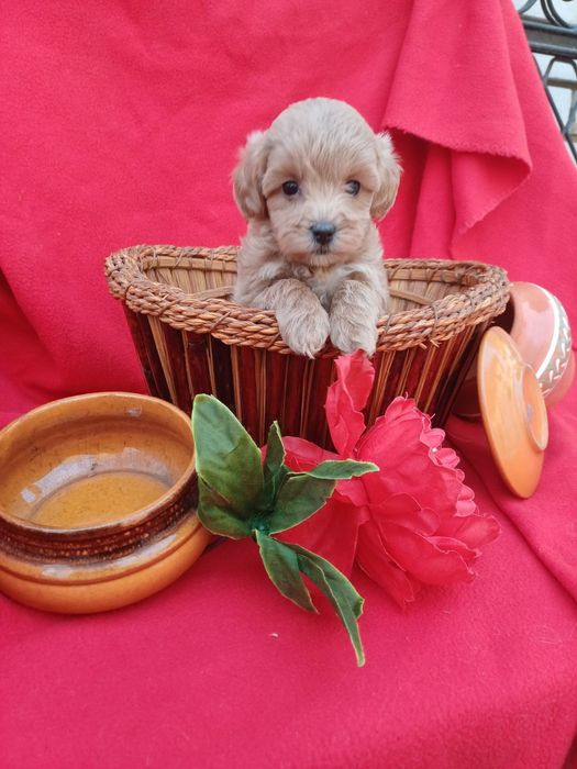Радість  у вашому домі-хлопчик Мальтіпу  Ф1.