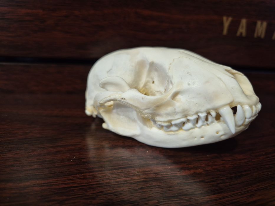 Czaszka szop pracz racoon skull  nie borsuk lis kuna czacha terrarium
