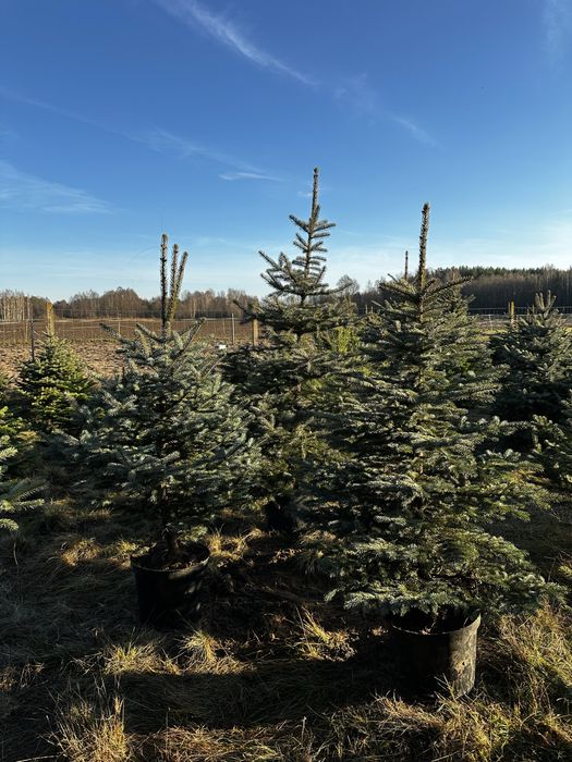 Choinki żywe z dowozem, wianki bożonarodzeniowe