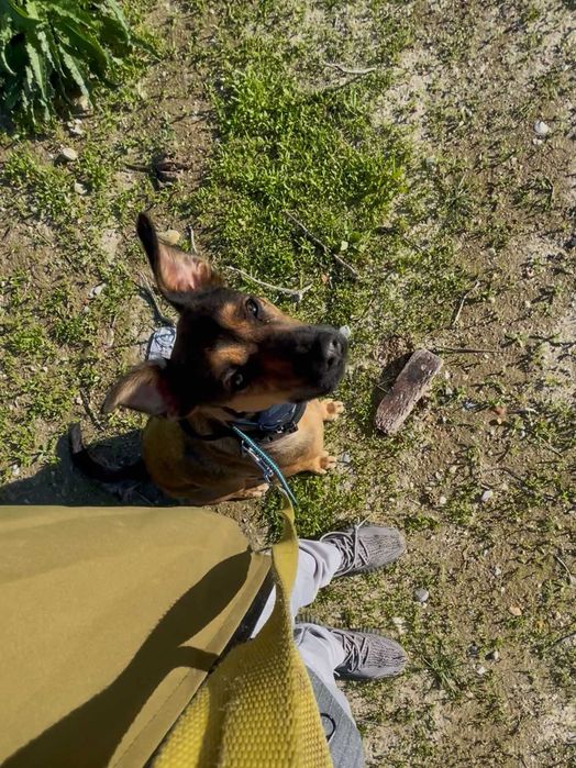 Treino Canino Balanceado em Lisboa e Setúbal – Treinador Alemão