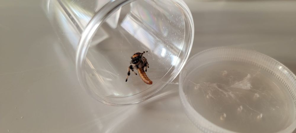 Phidippus Regius Soroa