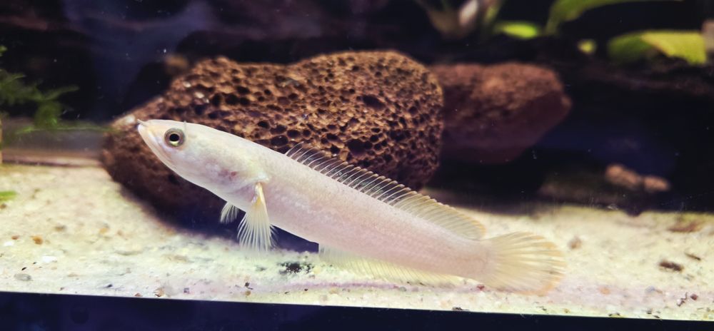 Channa limbata (Wężogłów)