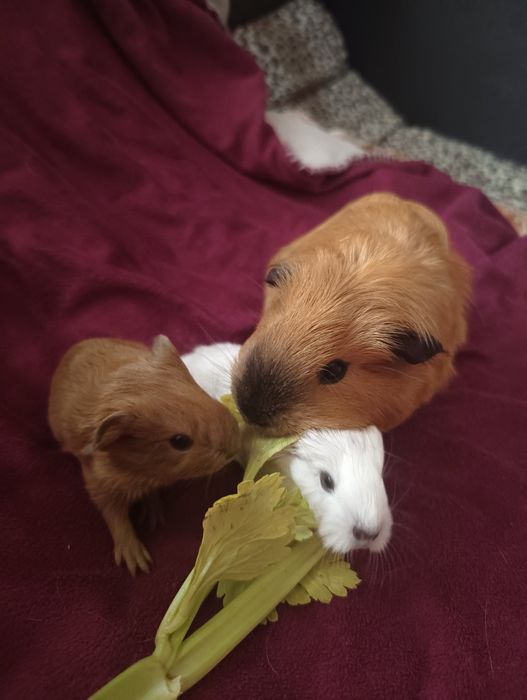 Каліфорнійські морські свинки (Мурчики)