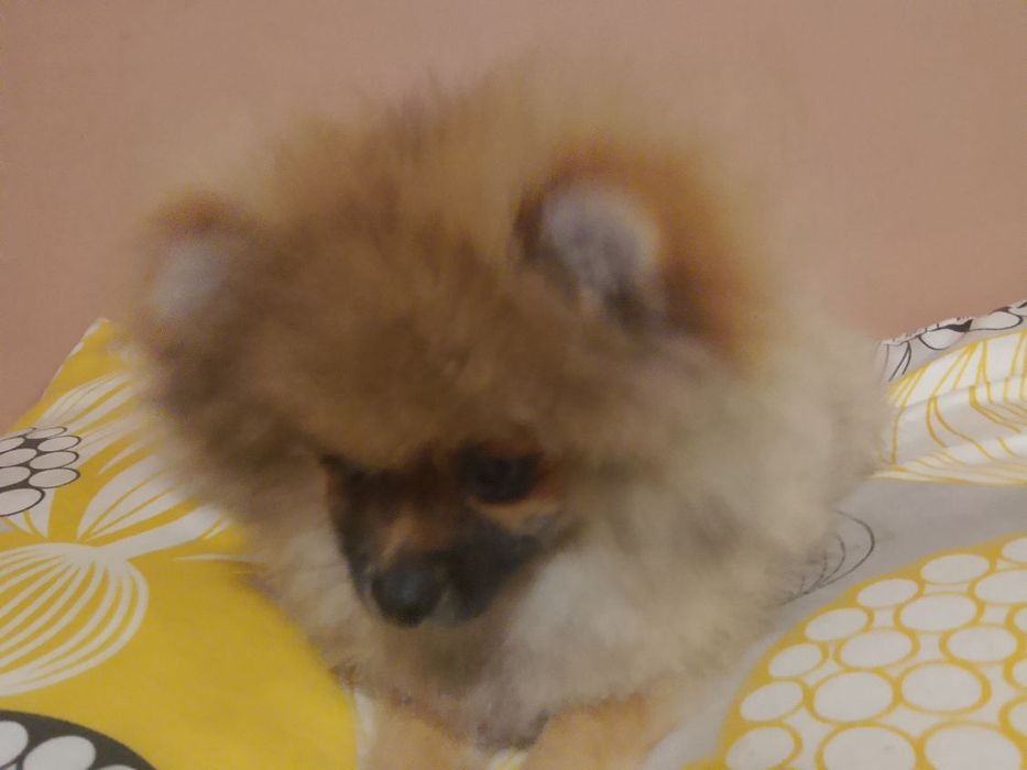 Piękna suczka rasy pomerianian