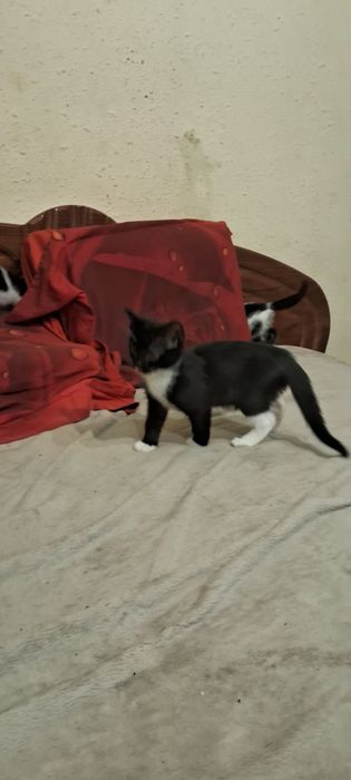 Кошенята в добрі руки