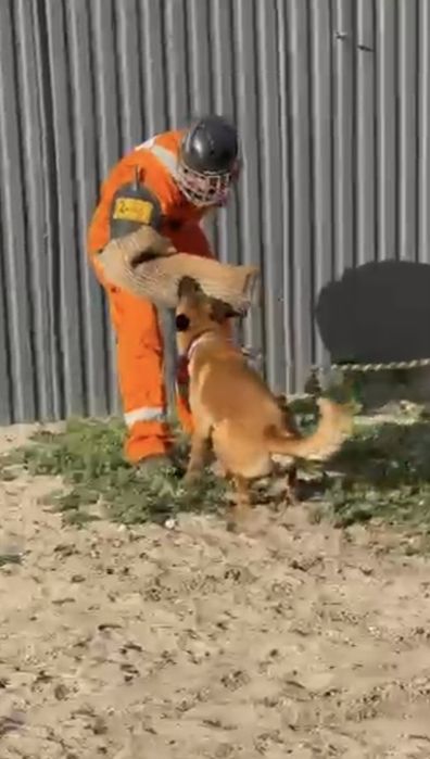 Owczarek belgijski malinois samiec