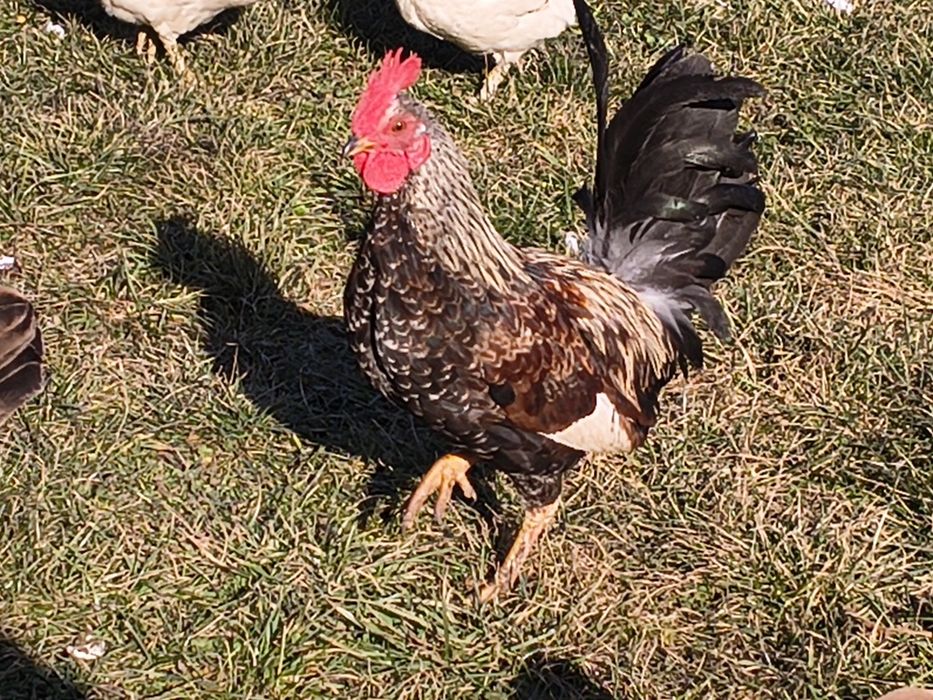 Kogutki liliputy mixy