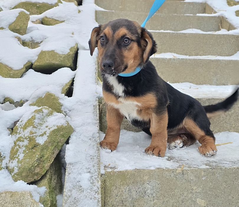 Ok 4 miesięczna sunia do adopcji
