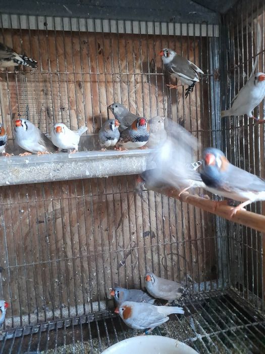 Mandarins gigantes