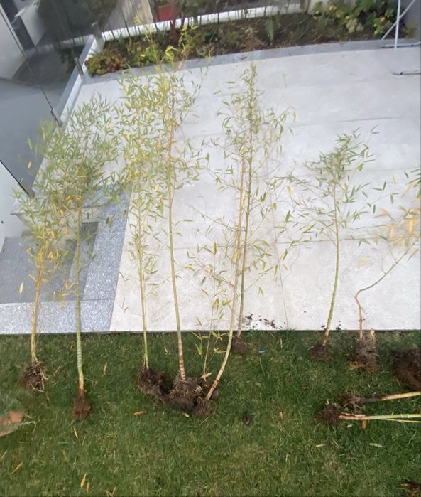 Canas bambu para plantar