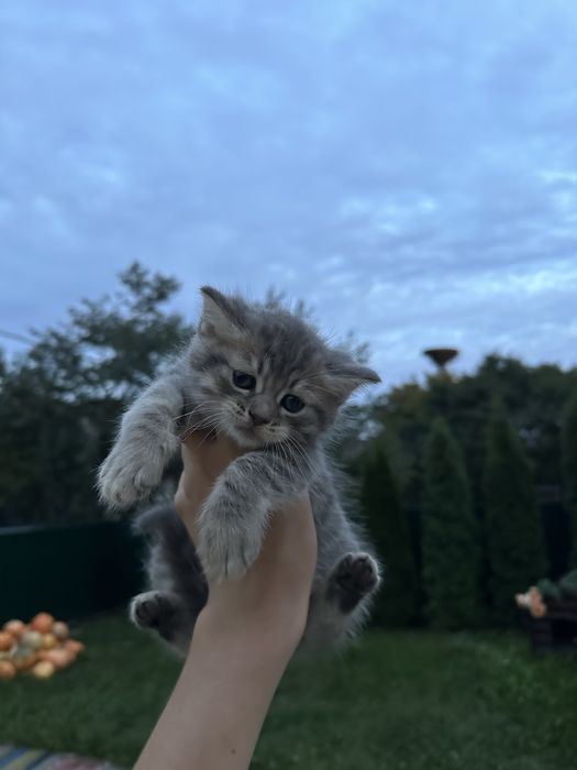 Британська довгошерстна