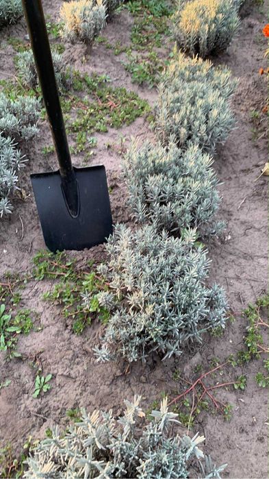 Лаванда хіт-хот і англійська