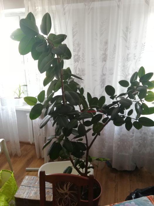 Fikusowe drzewko