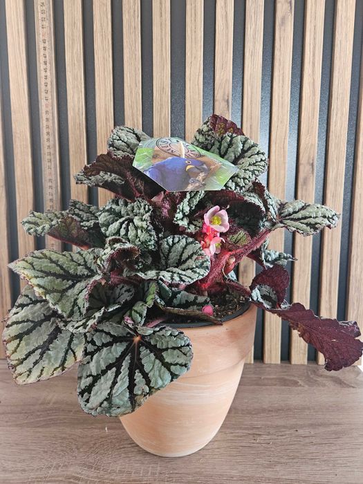 Begonia Rex Fedor  35 cm