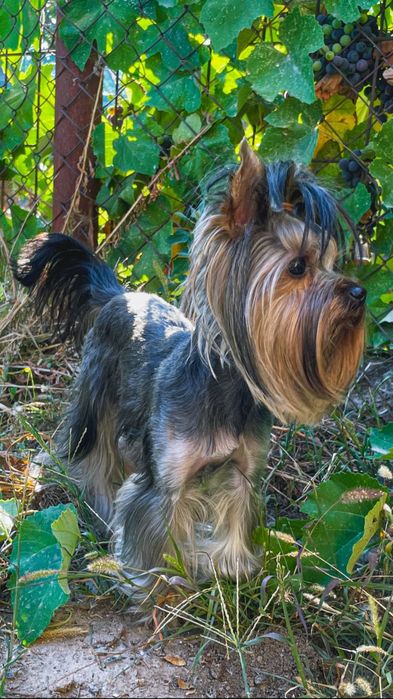 Йорк приглашает невест на вязку