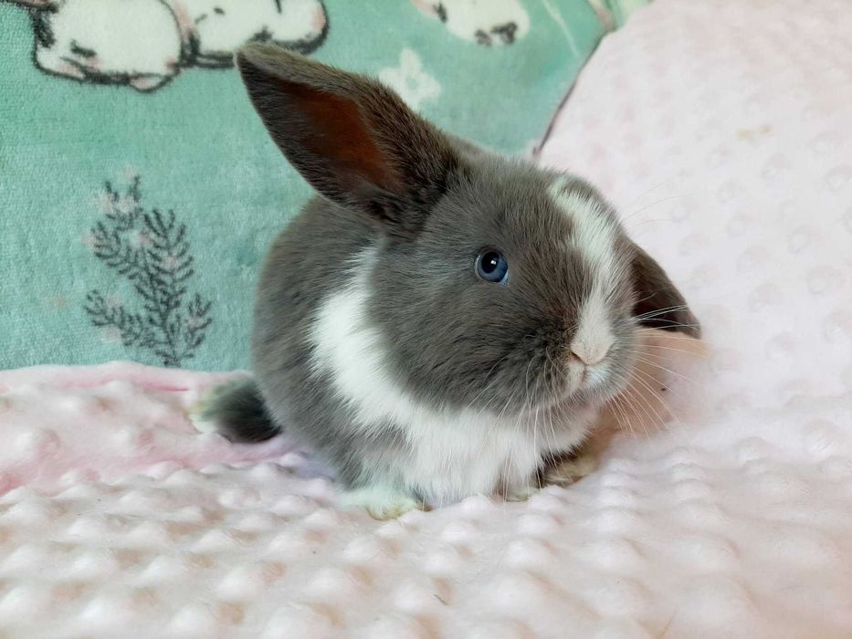 Mini Lop Królik karłowaty z hodowli rodowód Kraków