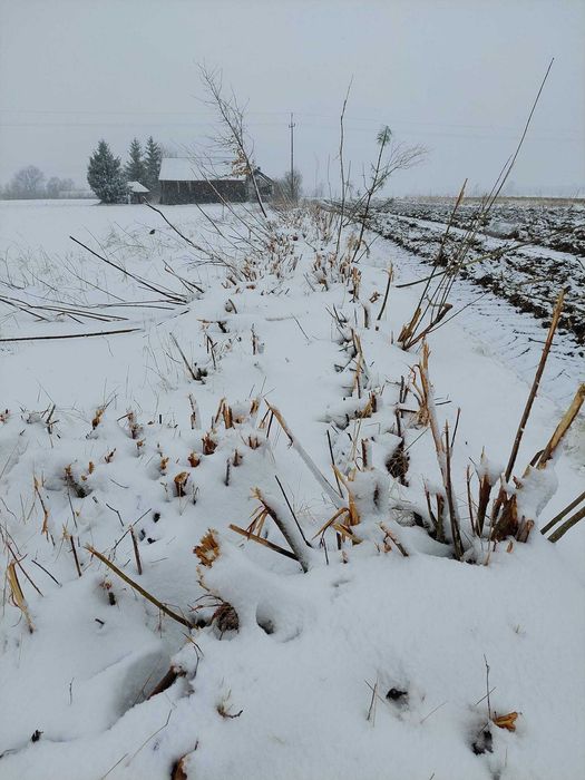 Mulczer leśny mielenie korzeni   czyszczenie działki likwidacja sadu