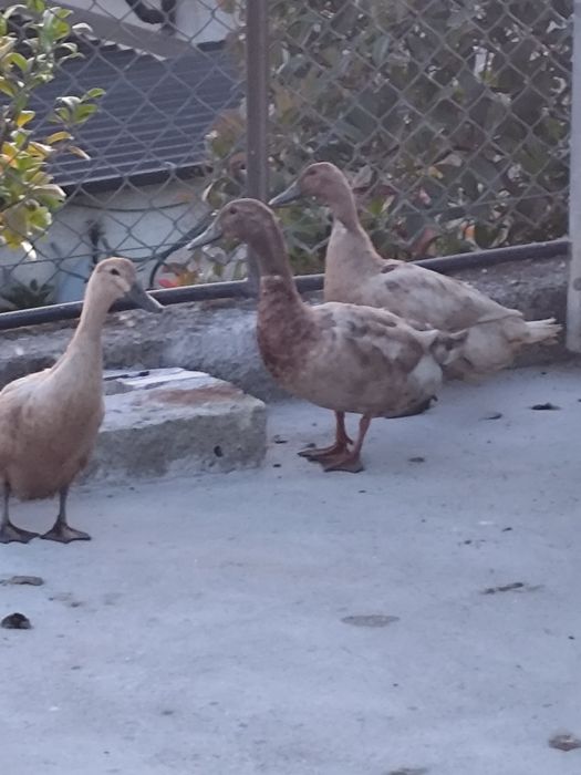 Trio de Patos kampel