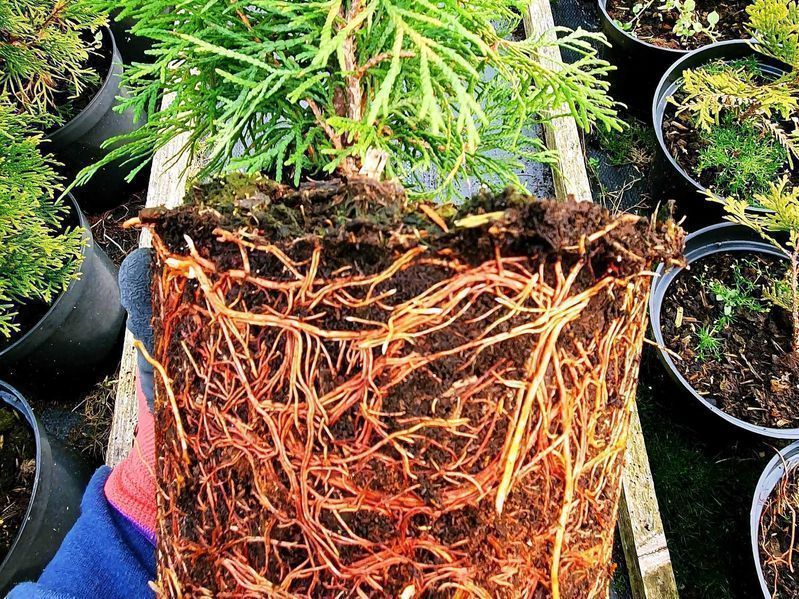 Piękna Tuja Thuja Szmaragd 50cm duża donica 2L Usługa sadzenia