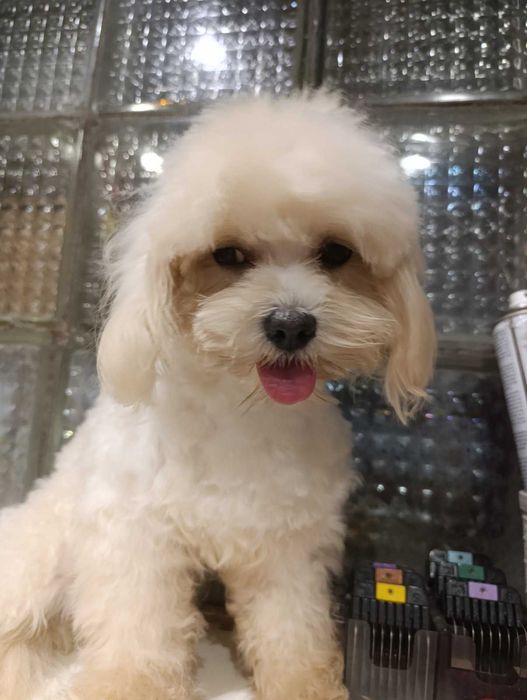 Цікавий хлопчик мальтипу