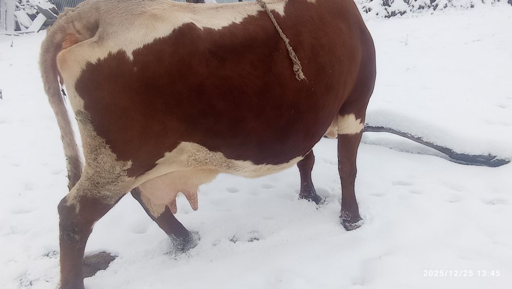 Продається корова після ростелу