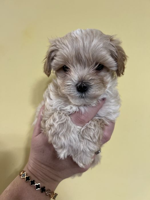 Цуцик мальтіпу F1