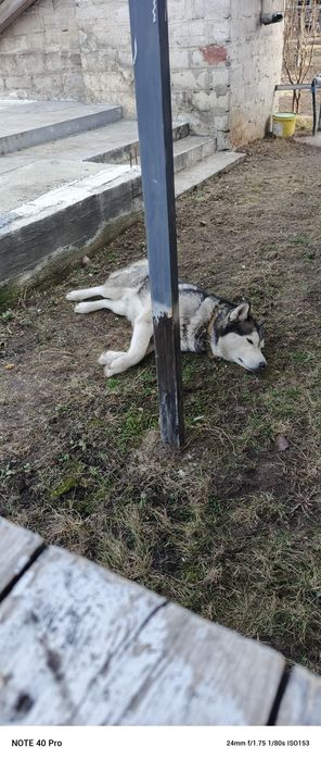 Хлопчик хаскі шукає подругу