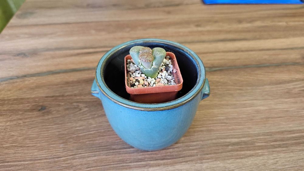 Літопс (Lithops) “живий камінь”