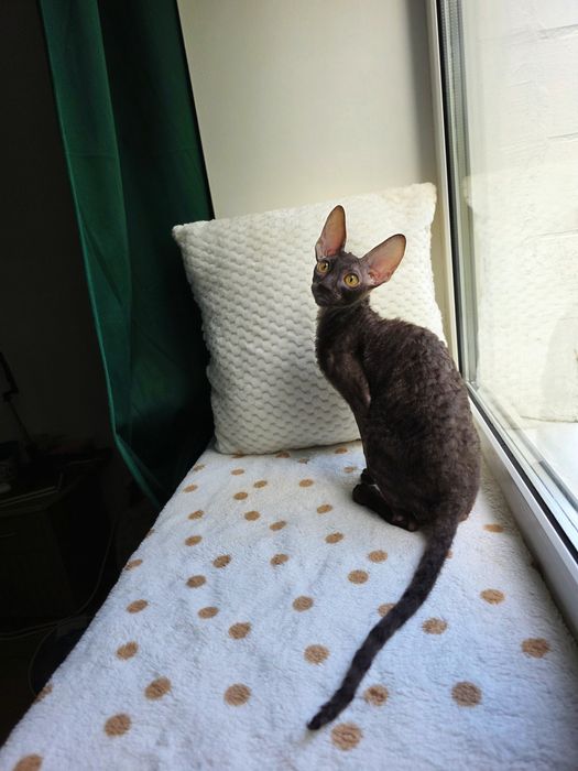 Кучерявий котик Корніш рекс
