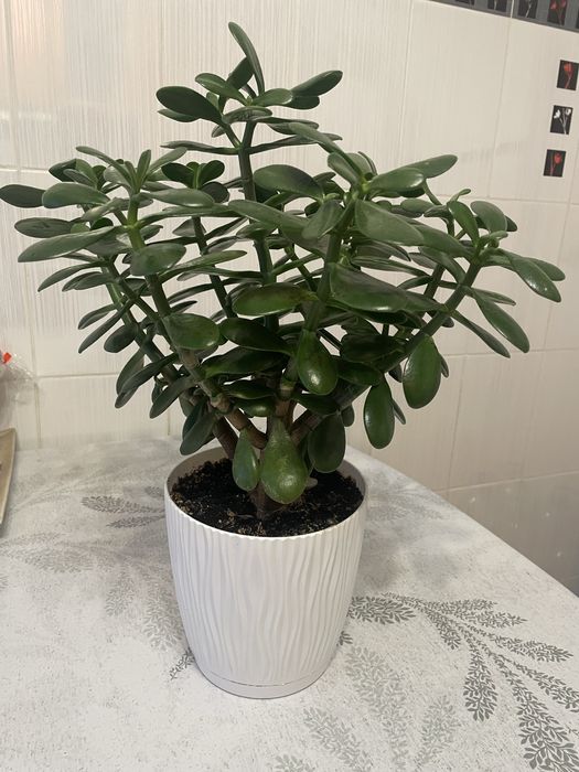 Грошове дерево вазон