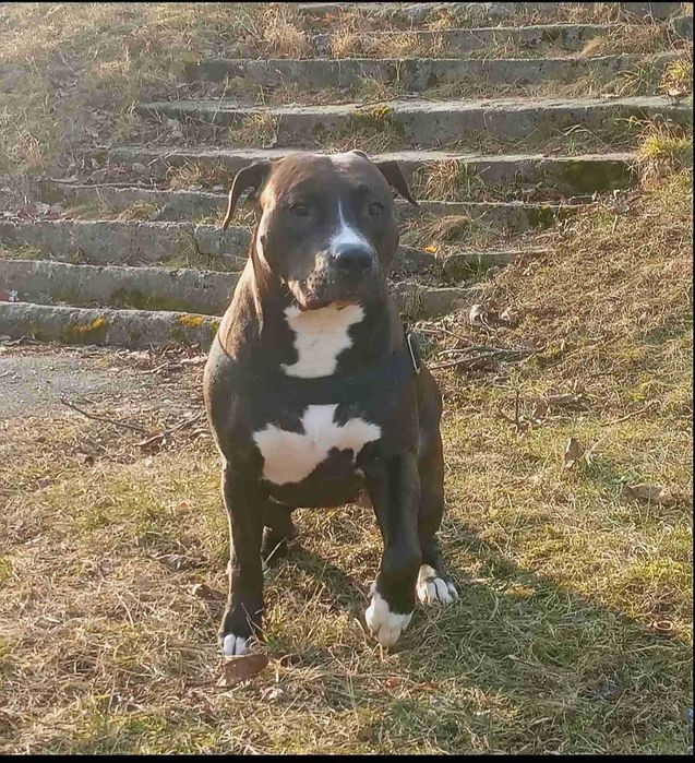 Наречена Амстафф дівчинка чекає на нього. перша в'язка.