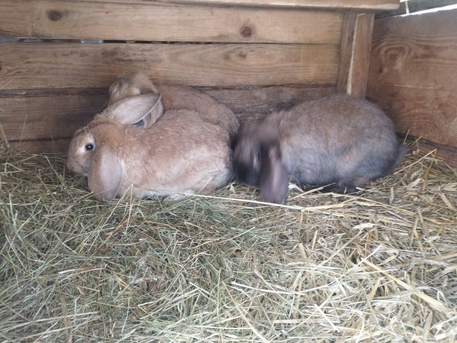 Króliki Barany Francuskie