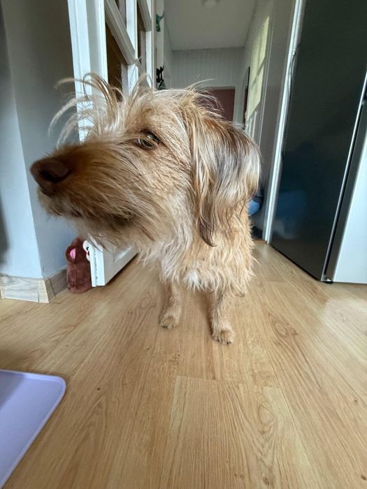 Sunia szuka odpowiedzialnego domu