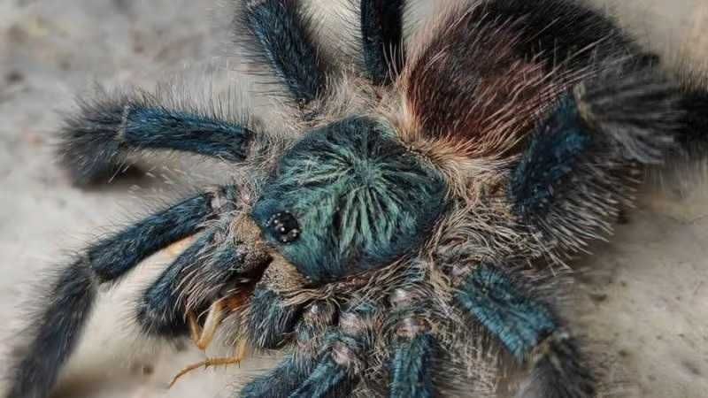 Avicularia sp. Boa Vista - L2 ( pełna lista pająków w opisie )