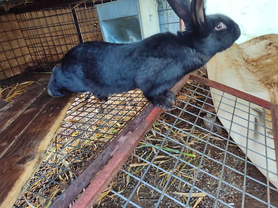 Coelhos raça Gigante de Flandres para reprodução