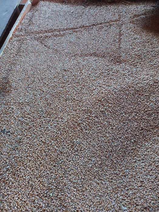 Pszenica, jeczmien owies