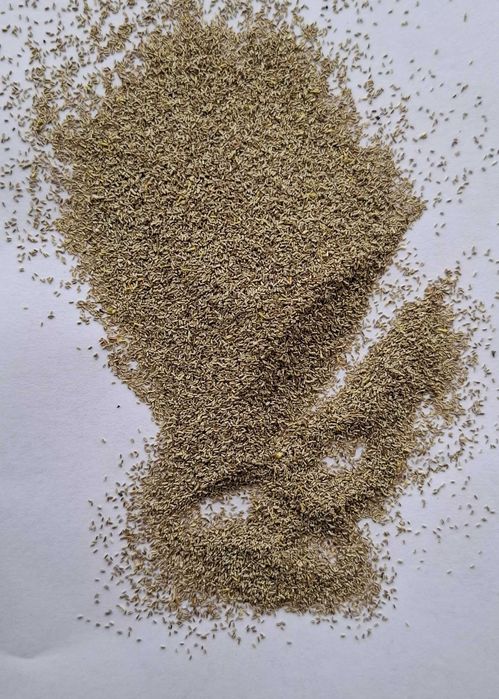 nasiona rumianku, rumianek, nasienie rumianku