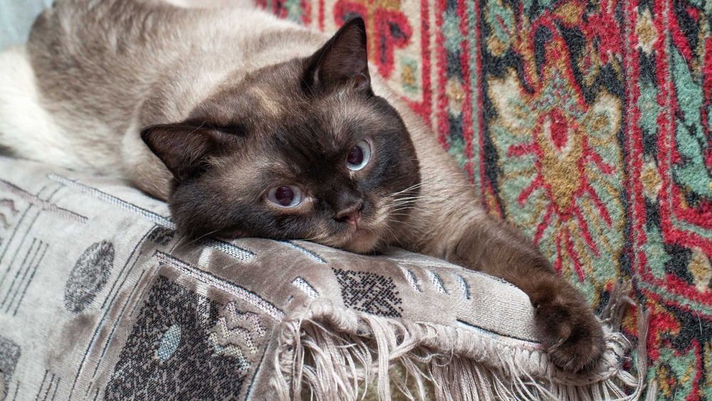 Скоттиш-страйт (шотландская прямоухая )Кот