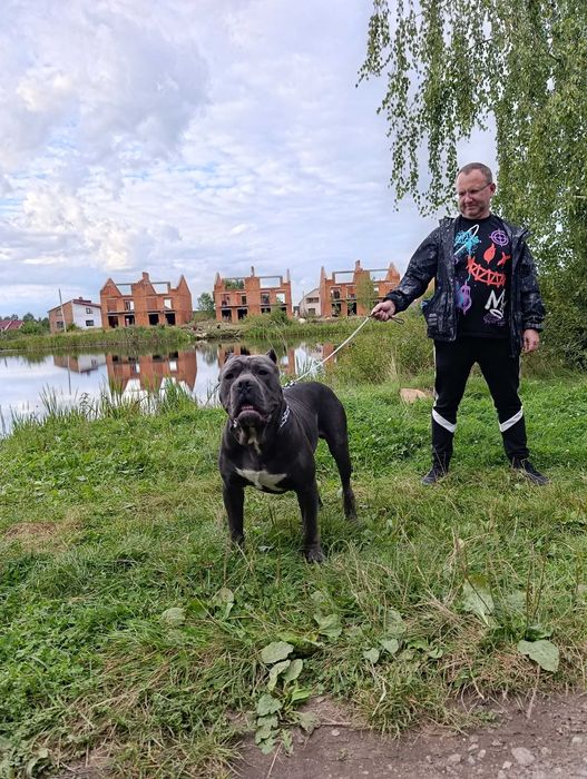 В'язка хлопчик кане-корсо