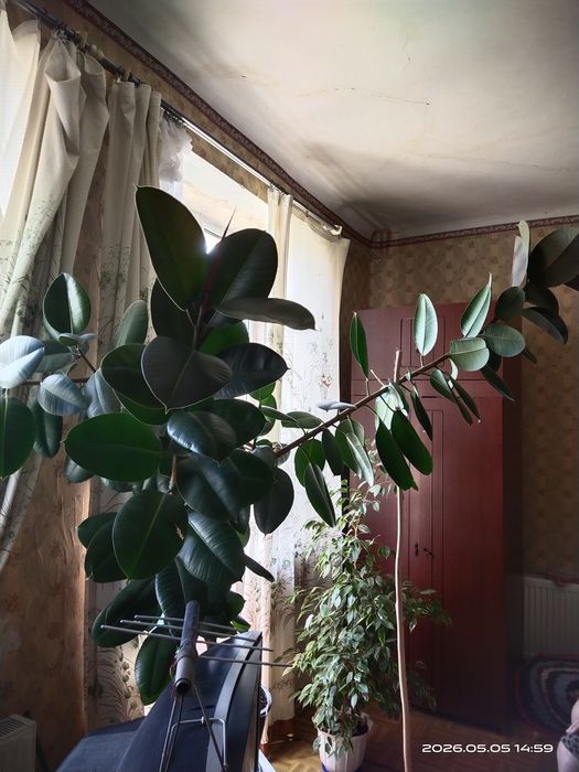 Великий фікус (тільки самовивезення).